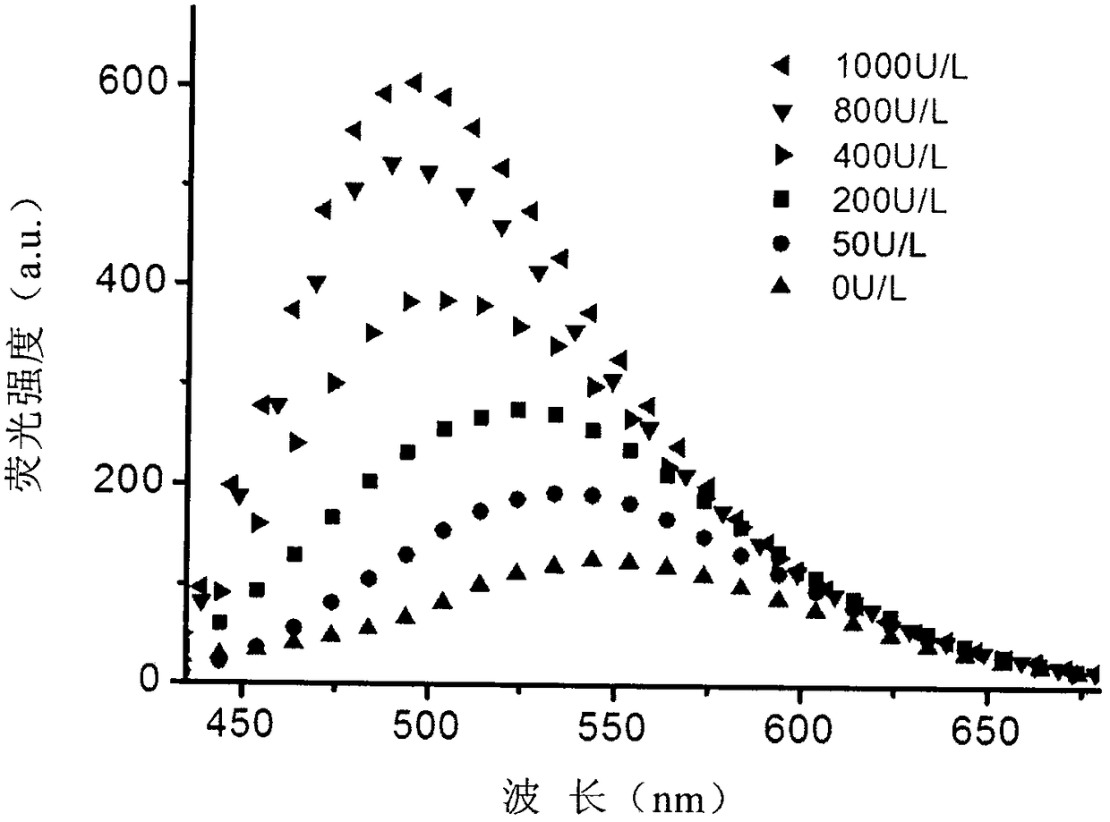 Fluorescent probe for detecting high-concentration gamma-Glutamyl Transpeptidase and preparation method thereof