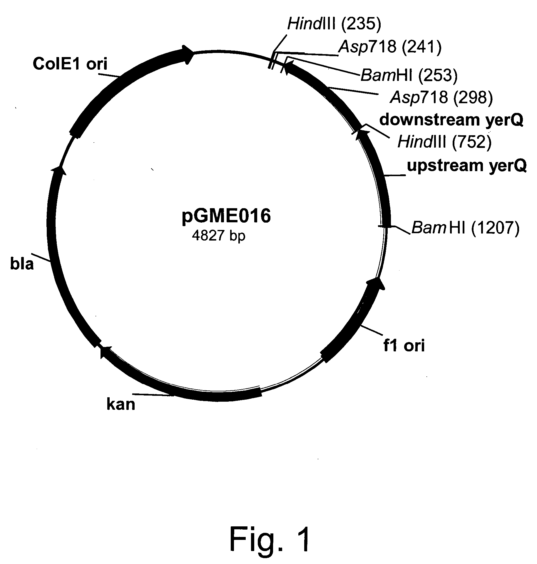Methods for identifying markers of antimicrobial compounds