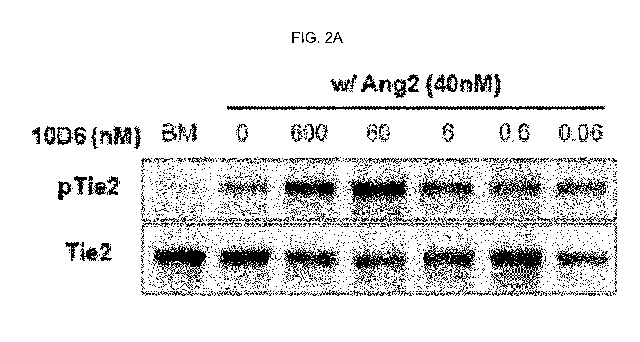 Method of blocking vascular leakage using an Anti-ang2 antibody