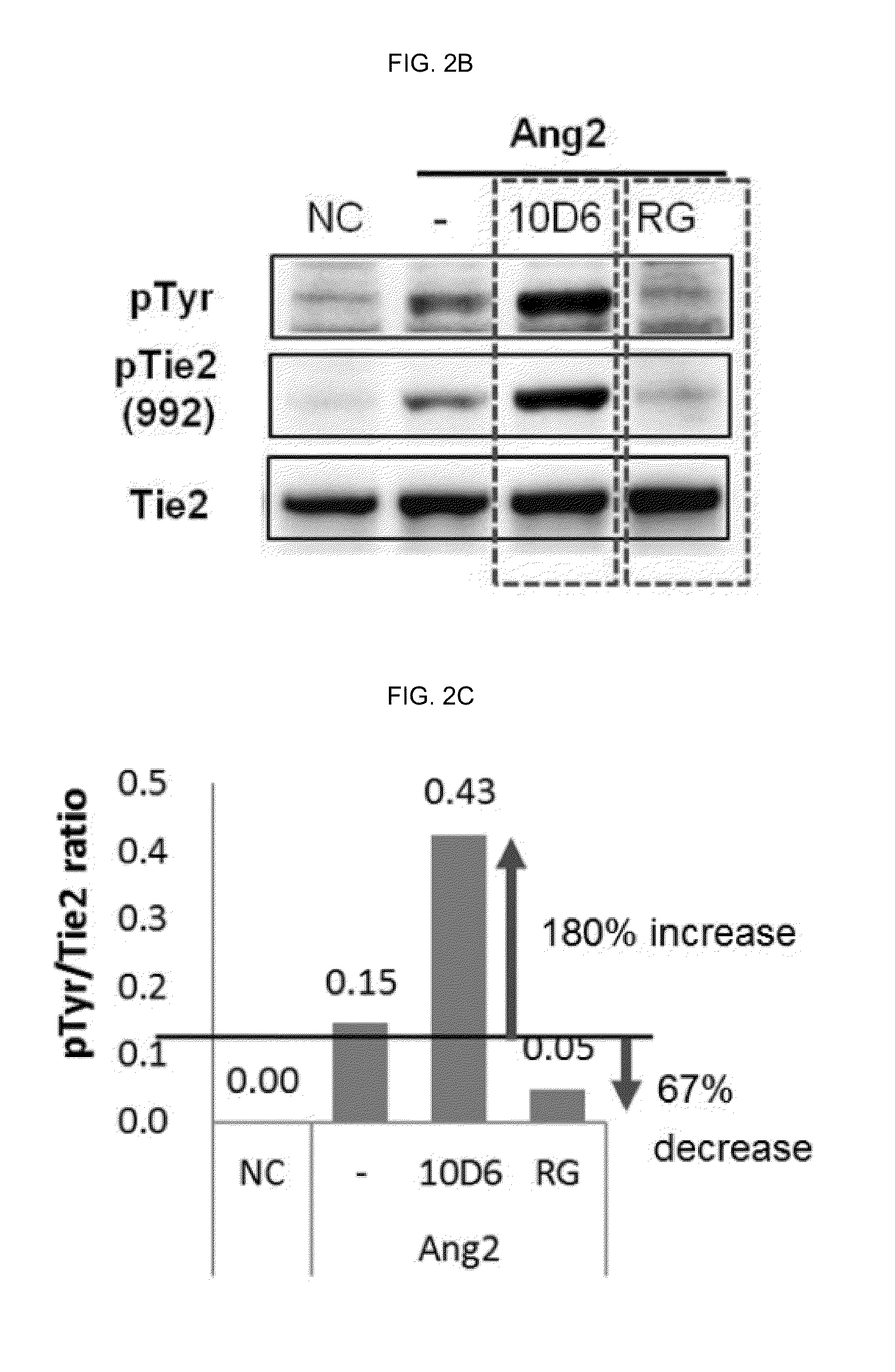 Method of blocking vascular leakage using an Anti-ang2 antibody