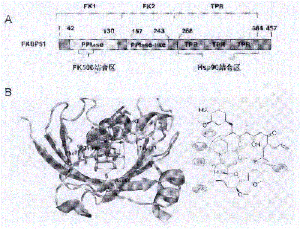 Lead compound using human FKBP51 protein as target as well as screening method and application thereof