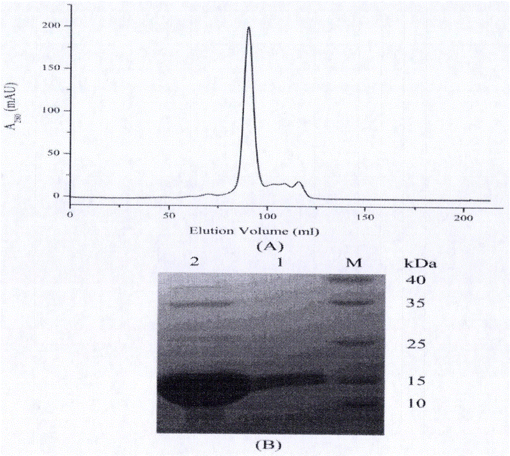 Lead compound using human FKBP51 protein as target as well as screening method and application thereof