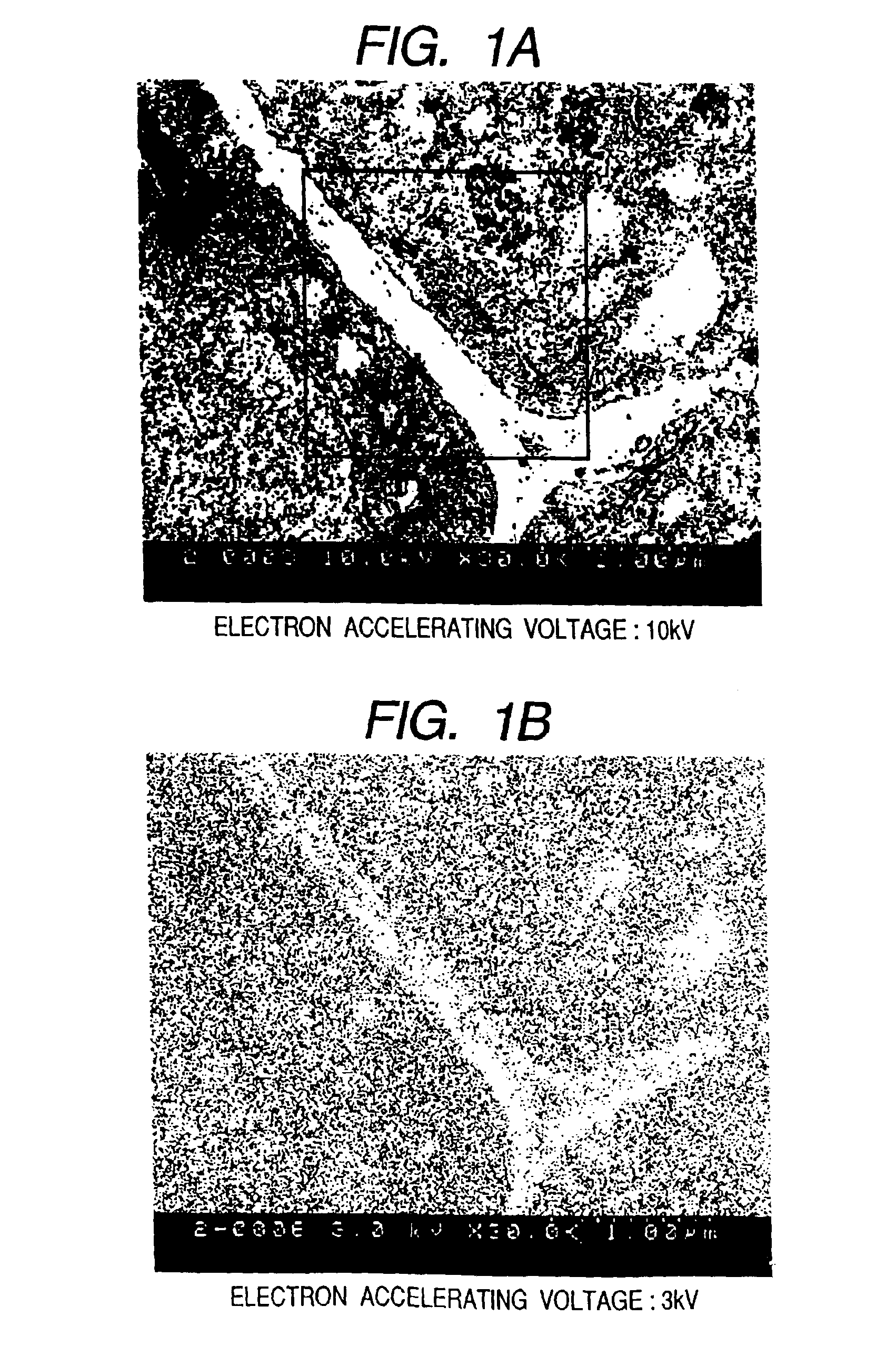 Bio electron microscope and observation method of specimen