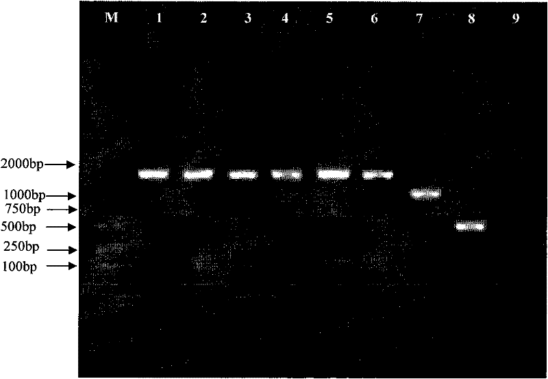 Method for assisting in identifying root-knot nematodes and special primer pair thereof