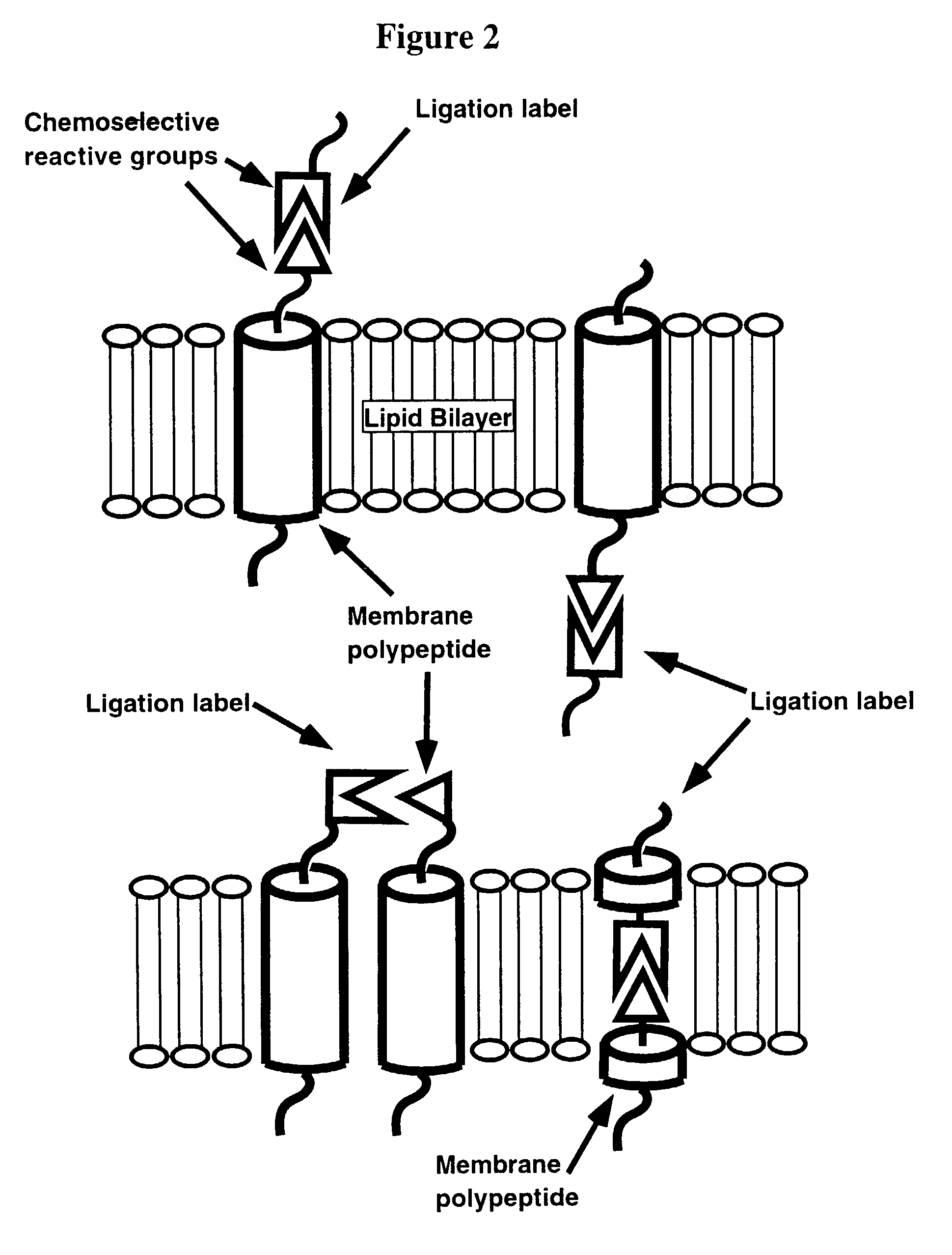 Compositions for lipid matrix-assisted chemical ligation