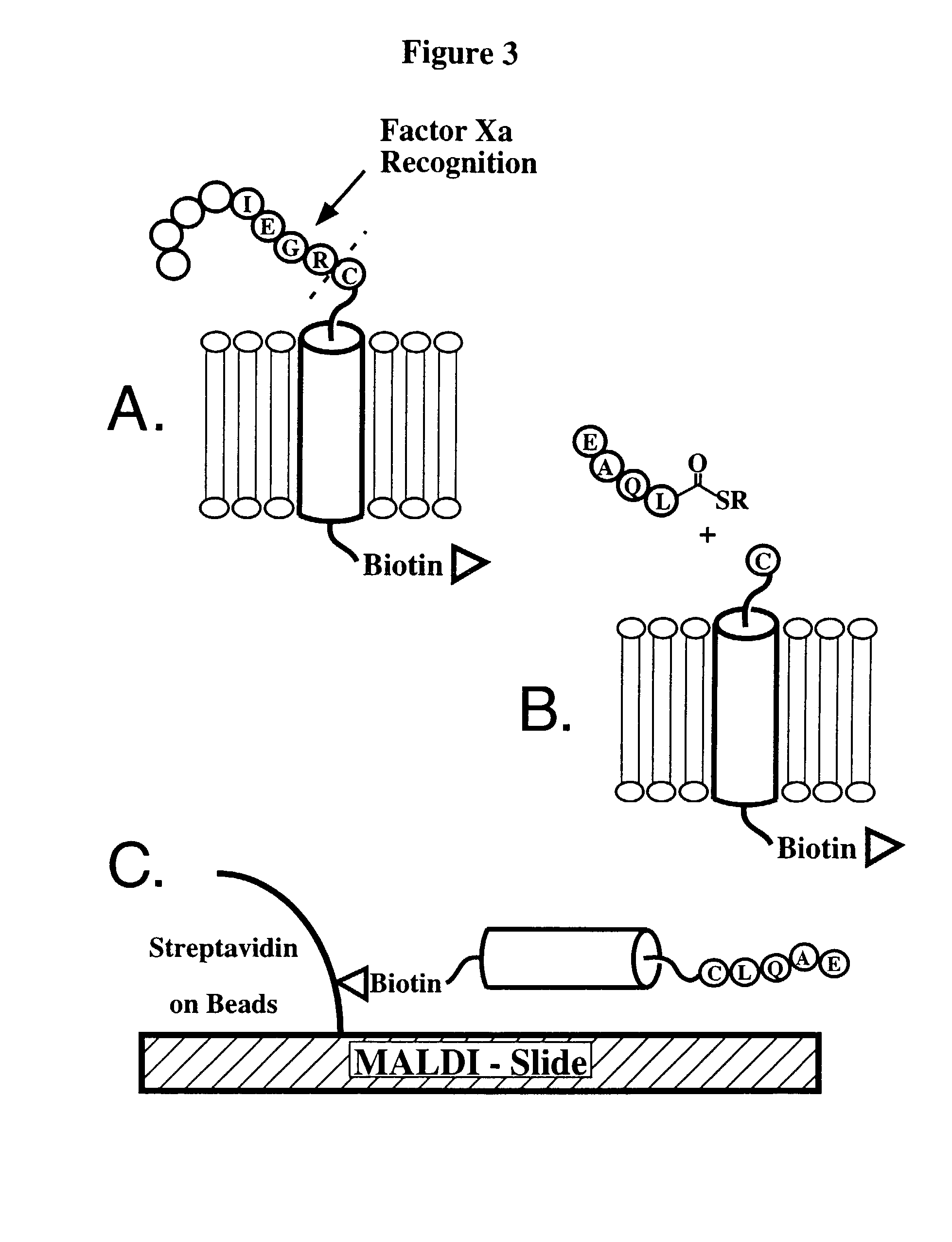 Compositions for lipid matrix-assisted chemical ligation