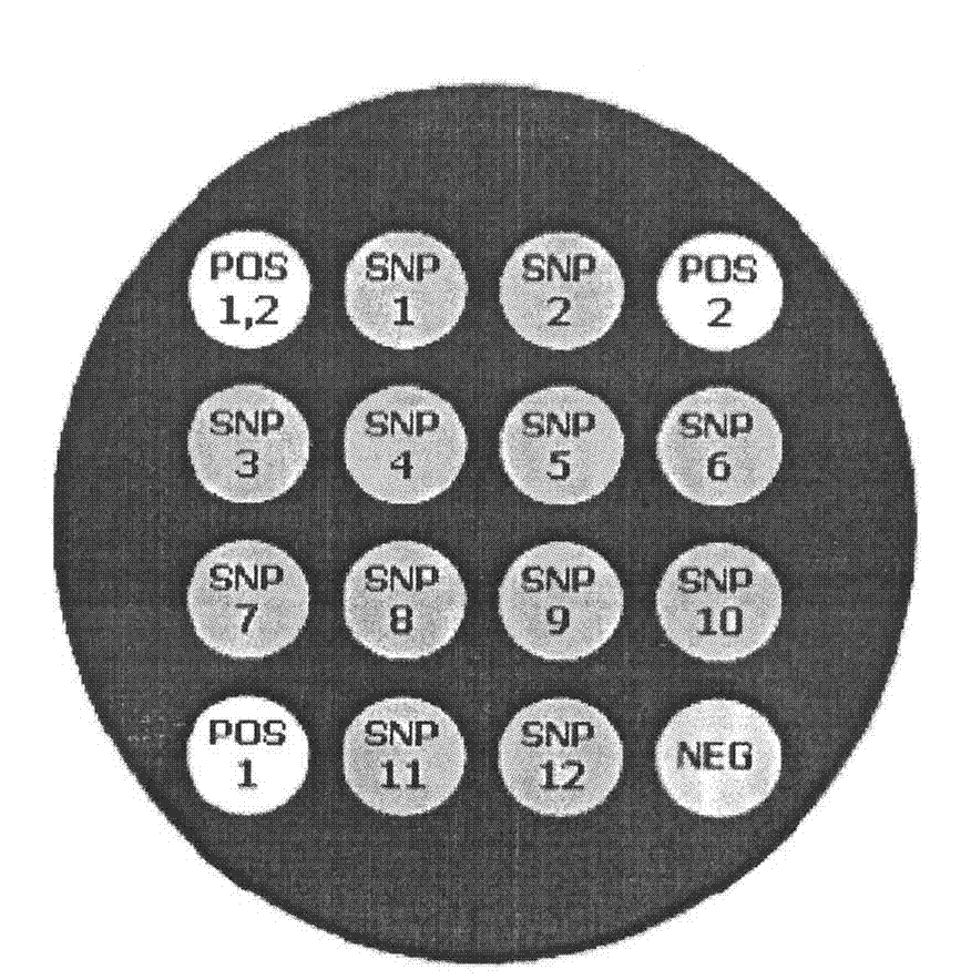 SNP composite detection system and detection method