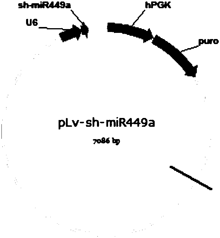 Reagent for interfering with expression of Hsa-miR-449a and application of reagent