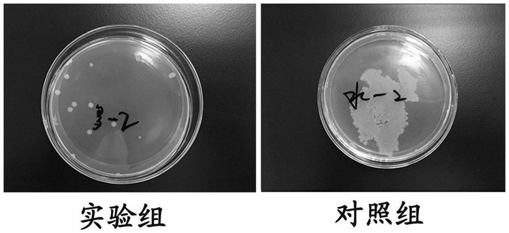 A kind of camellia camellia seed meal antibacterial polypeptide medical dressing and its preparation method and application