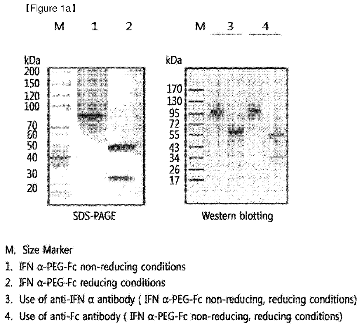 Protein complex by use of a specific site of an immunoglobulin fragment for linkage