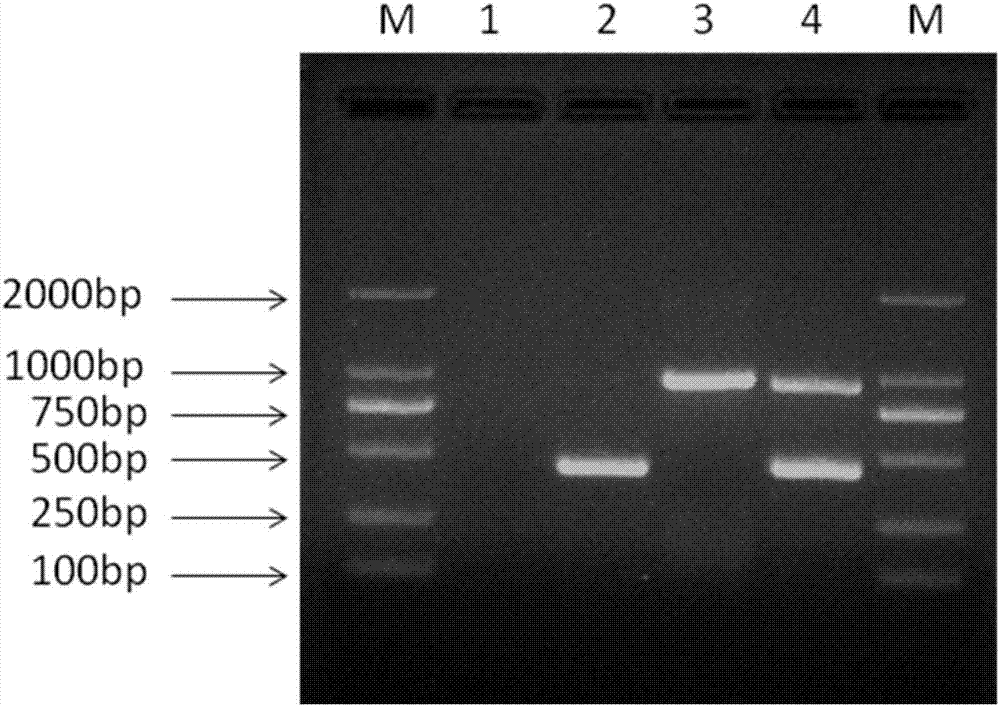 Method capable of synchronously detecting RT-PCR detection primer group of two melon quarantine diseases, kit and application of method