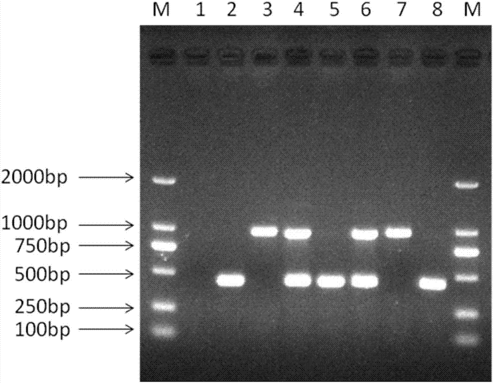 Method capable of synchronously detecting RT-PCR detection primer group of two melon quarantine diseases, kit and application of method