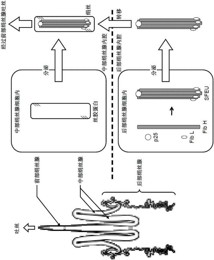 Exogenous gene expression enhancer