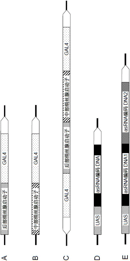 Exogenous gene expression enhancer