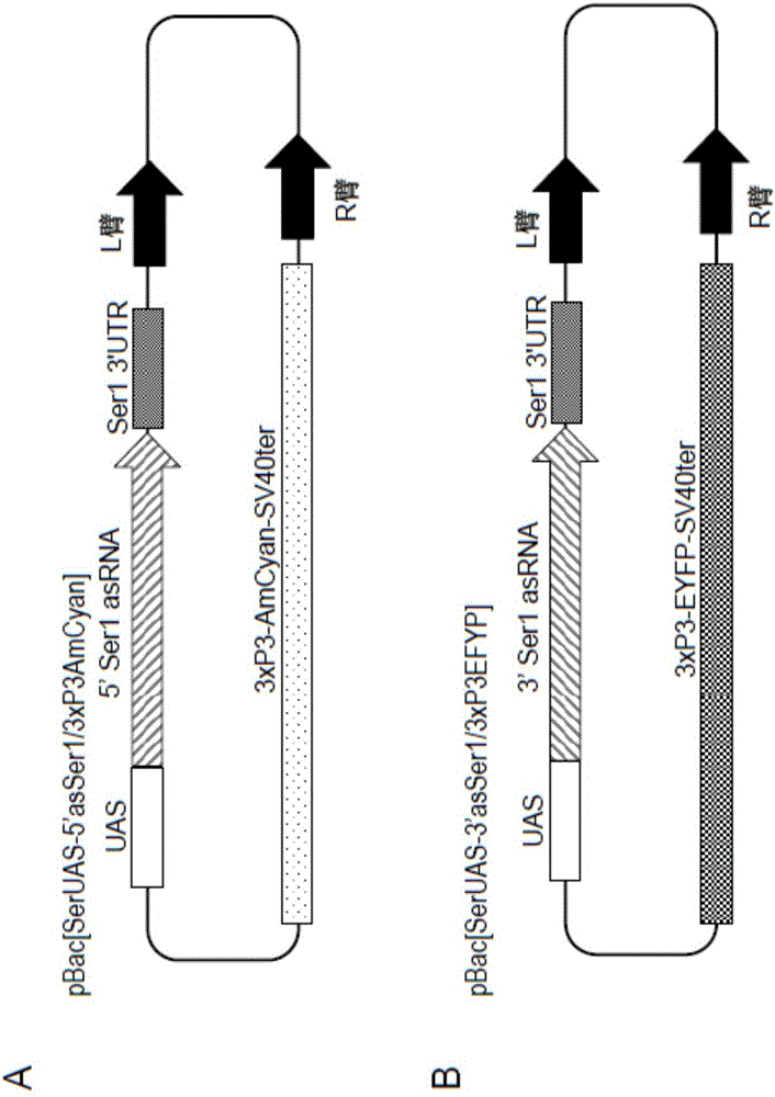 Exogenous gene expression enhancer