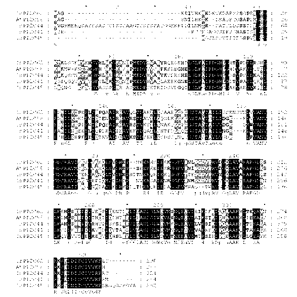 Rice stress resistance related gene OsPP2C44 and coded protein and application thereof