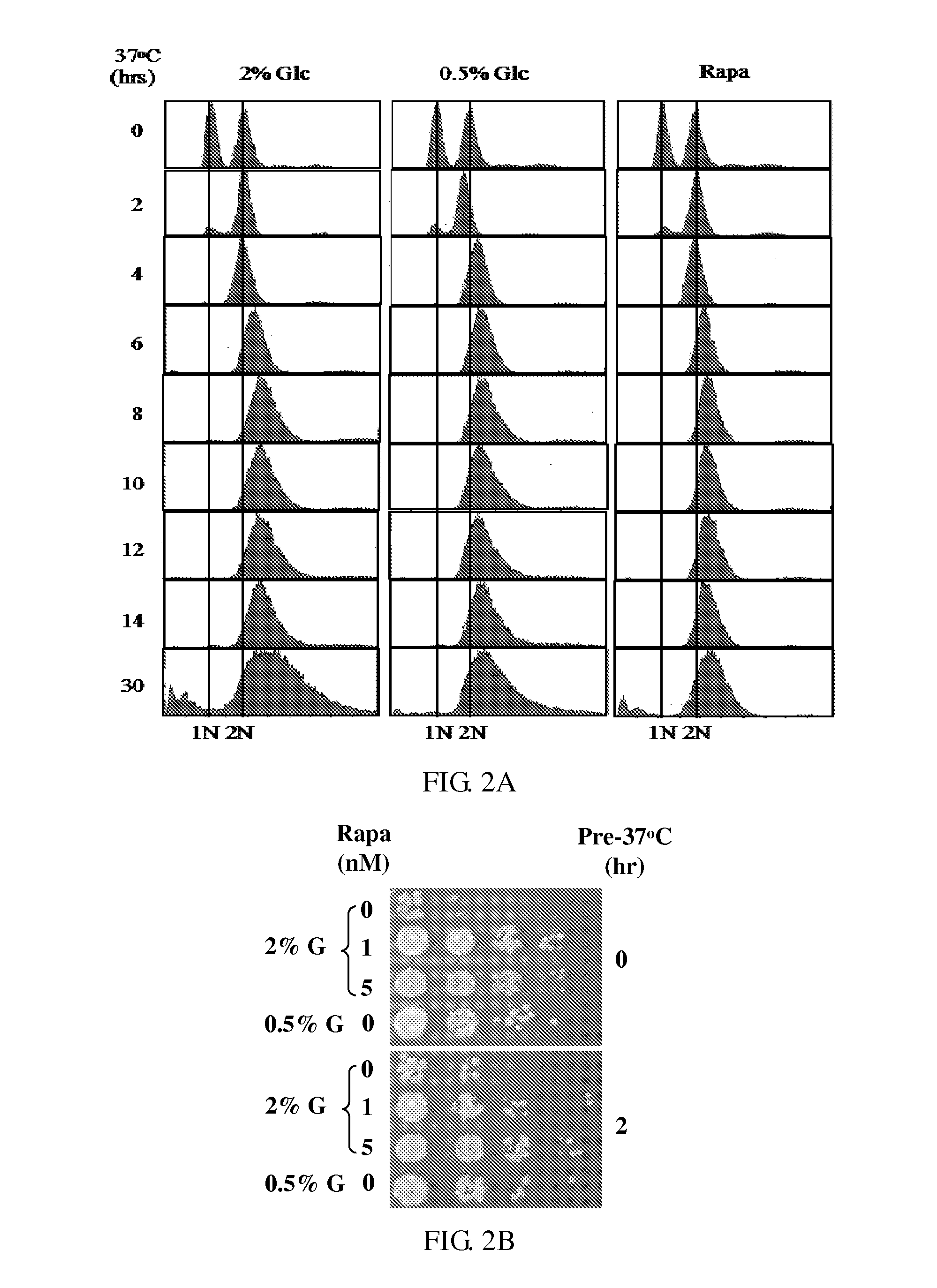 Novel Anti-aging agents and methods to identify them