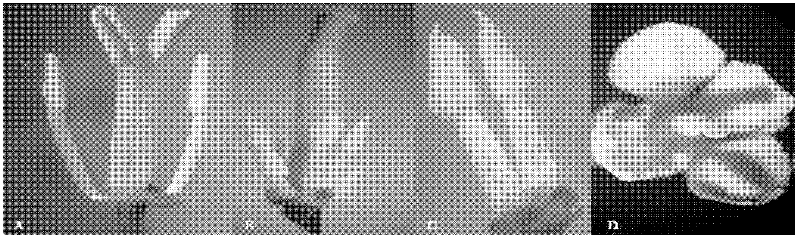 Method for breeding cytoplasmic male sterile material of brasica napus