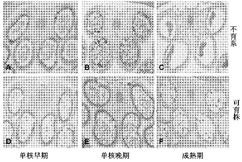 Method for breeding cytoplasmic male sterile material of brasica napus