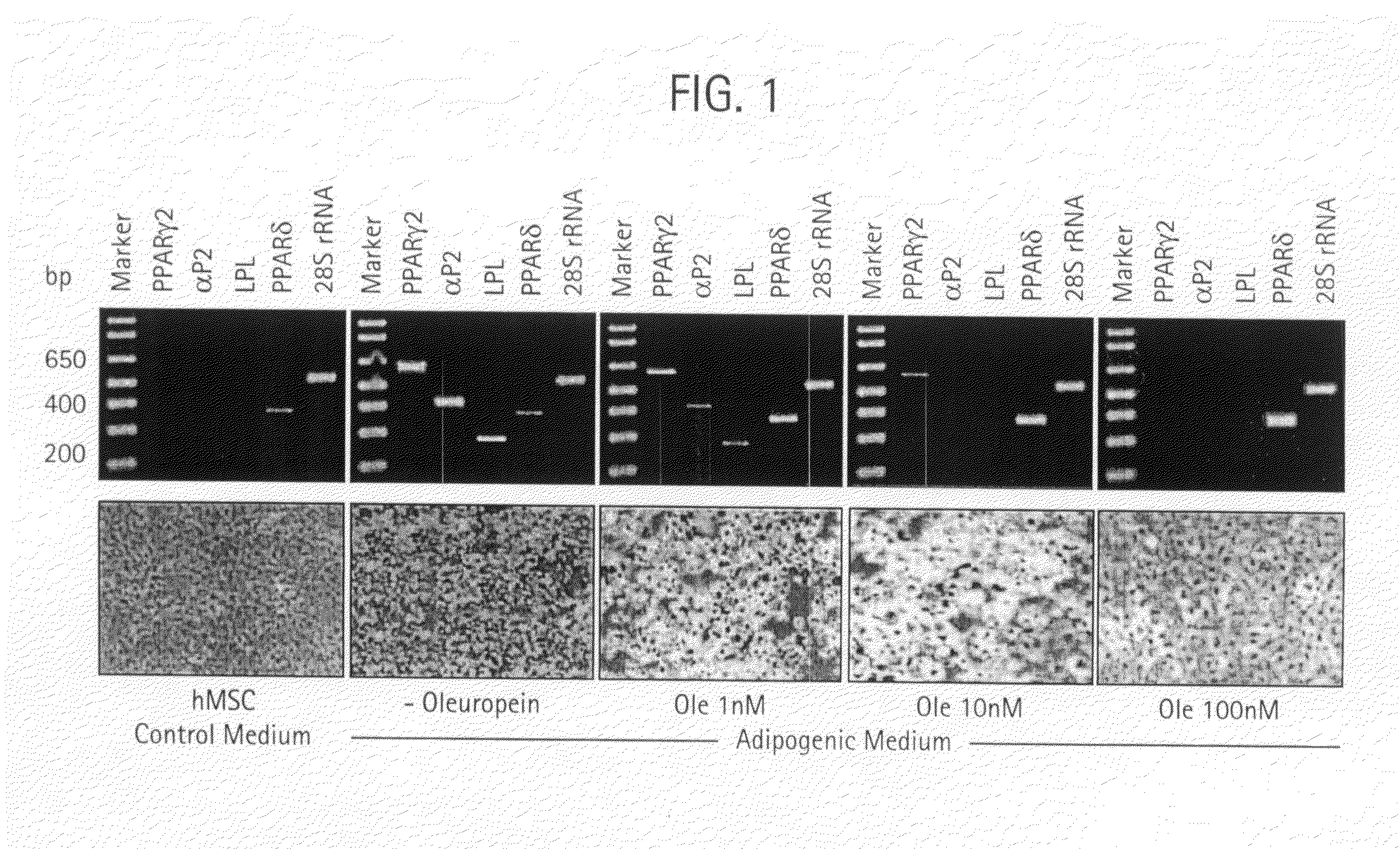 Compositions and methods for treating obesity, obesity related disorders and for inhibiting the infectivity of human immunodeficiency virus