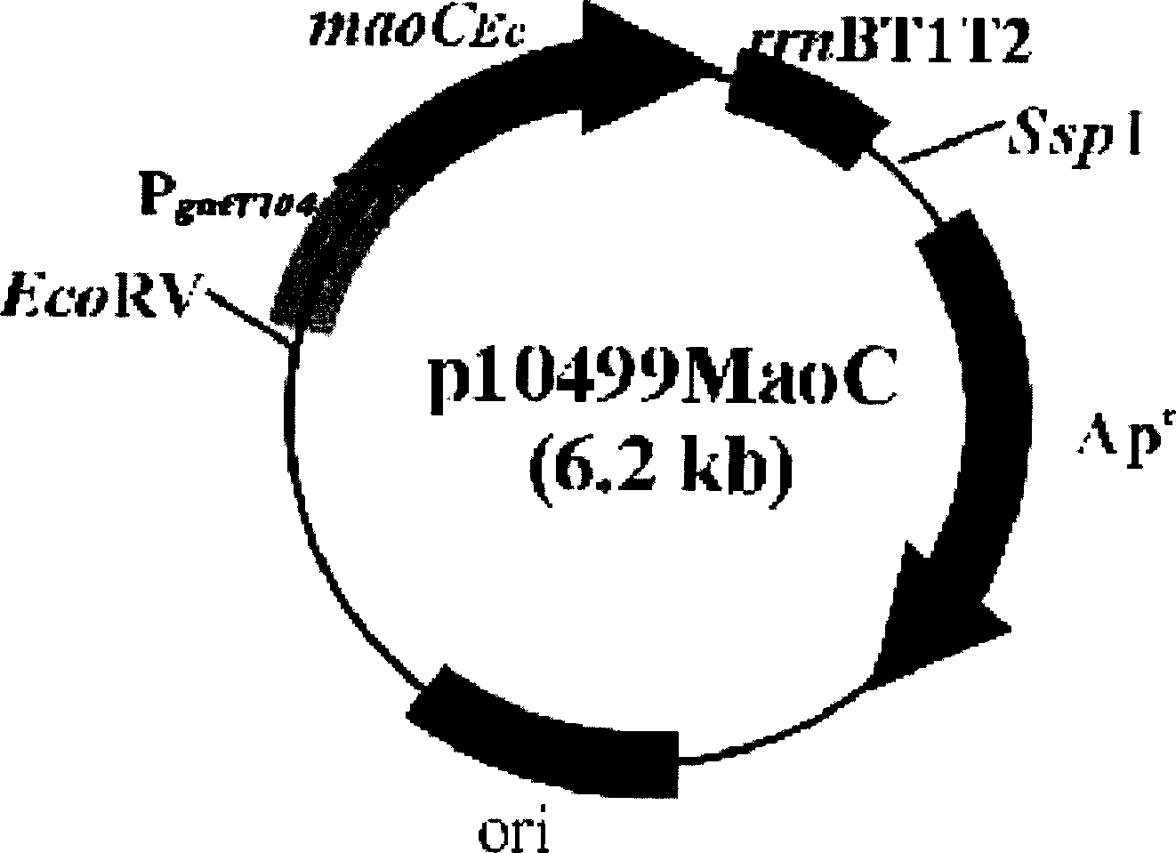 Process for prepn. of polyhydroxy alkanoate by using maoC gene