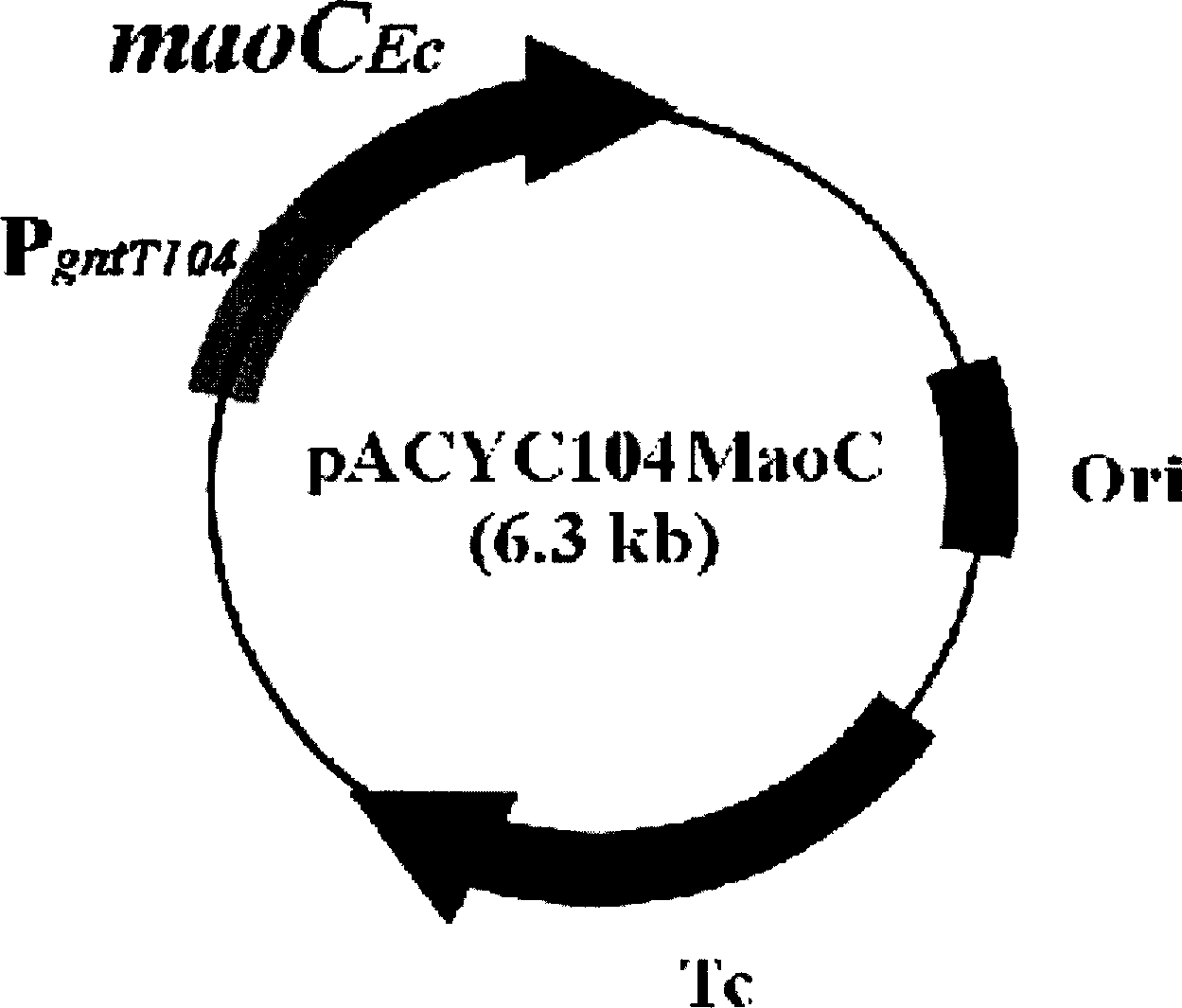 Process for prepn. of polyhydroxy alkanoate by using maoC gene