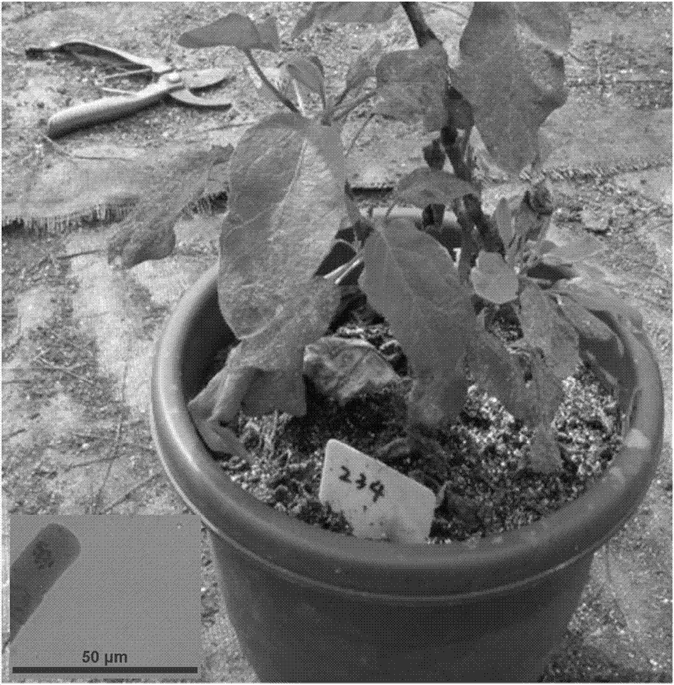 Method for doubling eggplant haploid plants