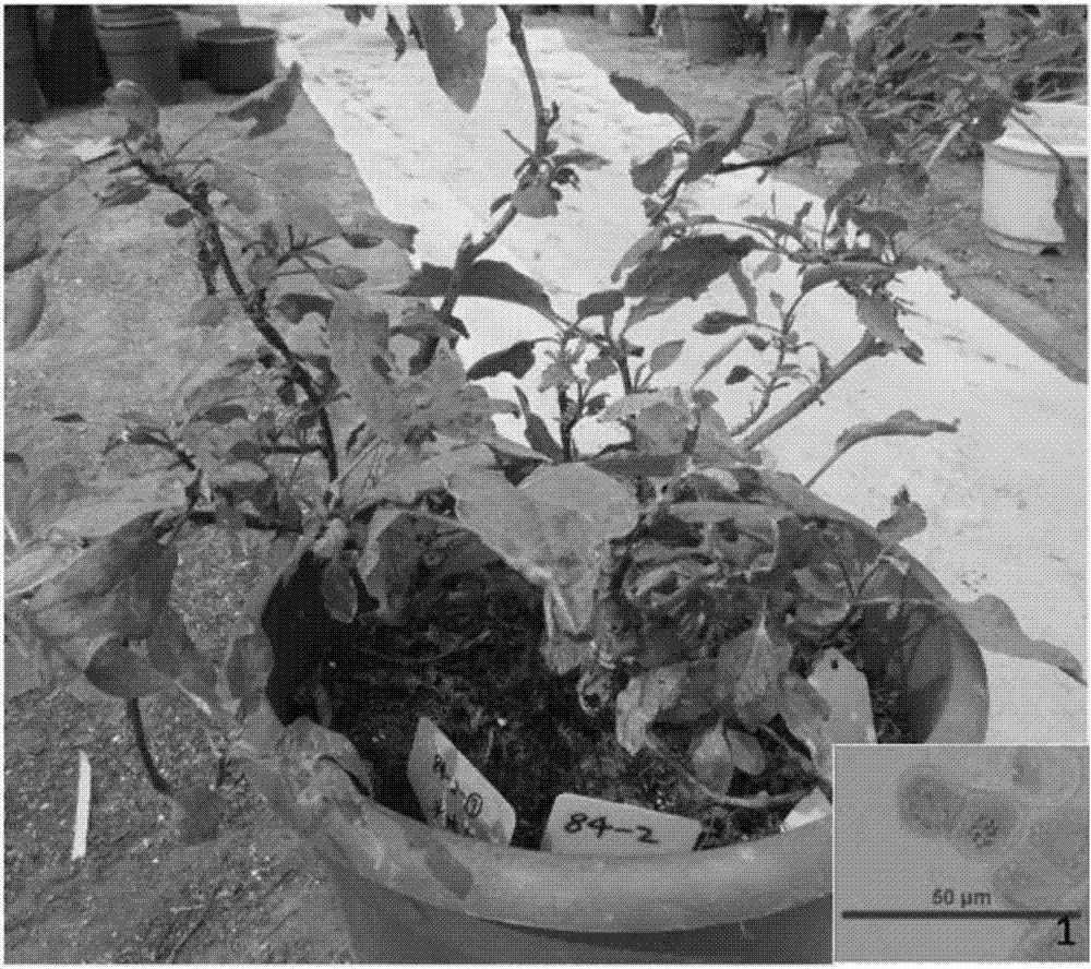 Method for doubling eggplant haploid plants