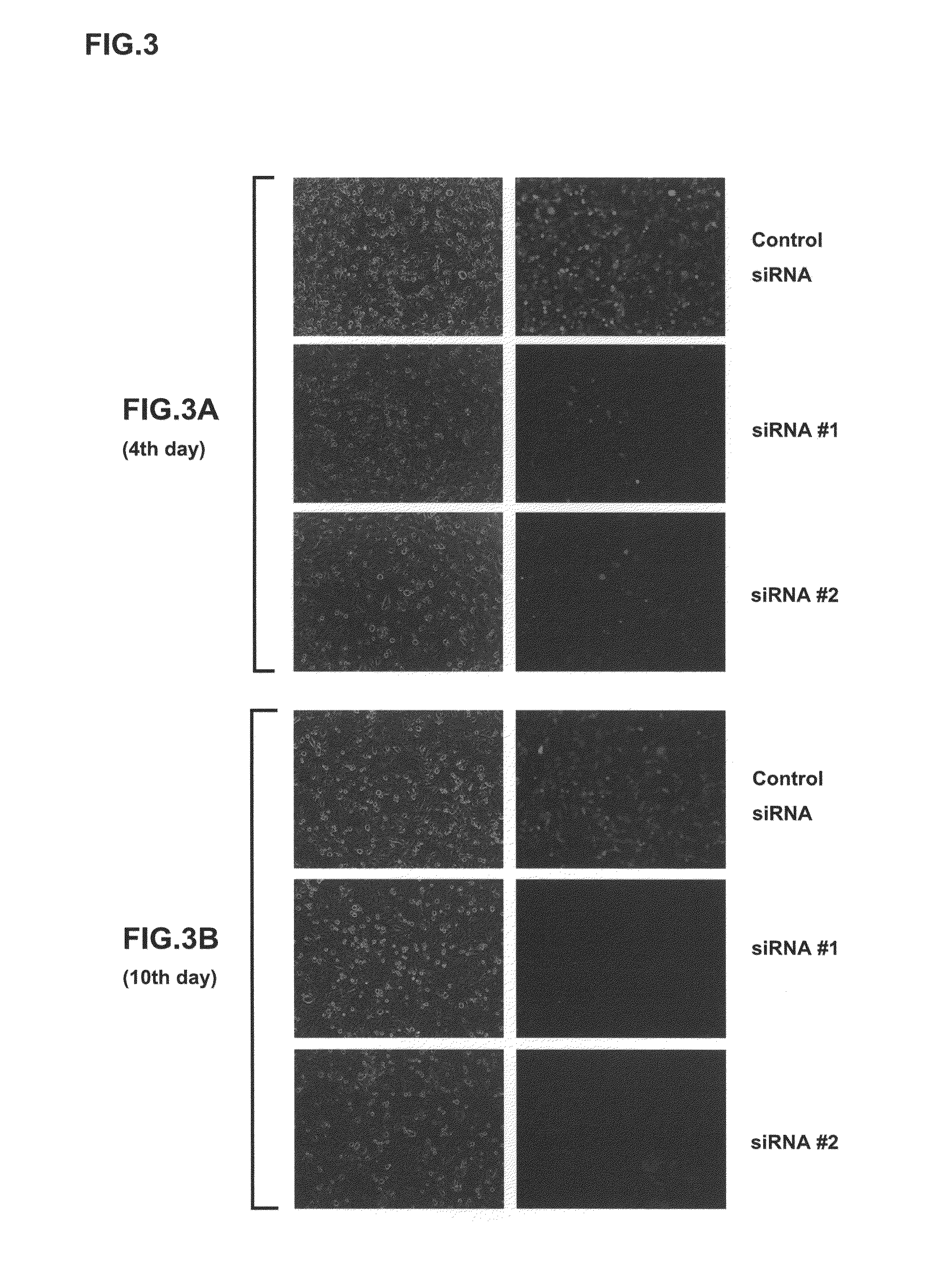 Vectors for generating pluripotent stem cells and methods of producing pluripotent stem cells using the same
