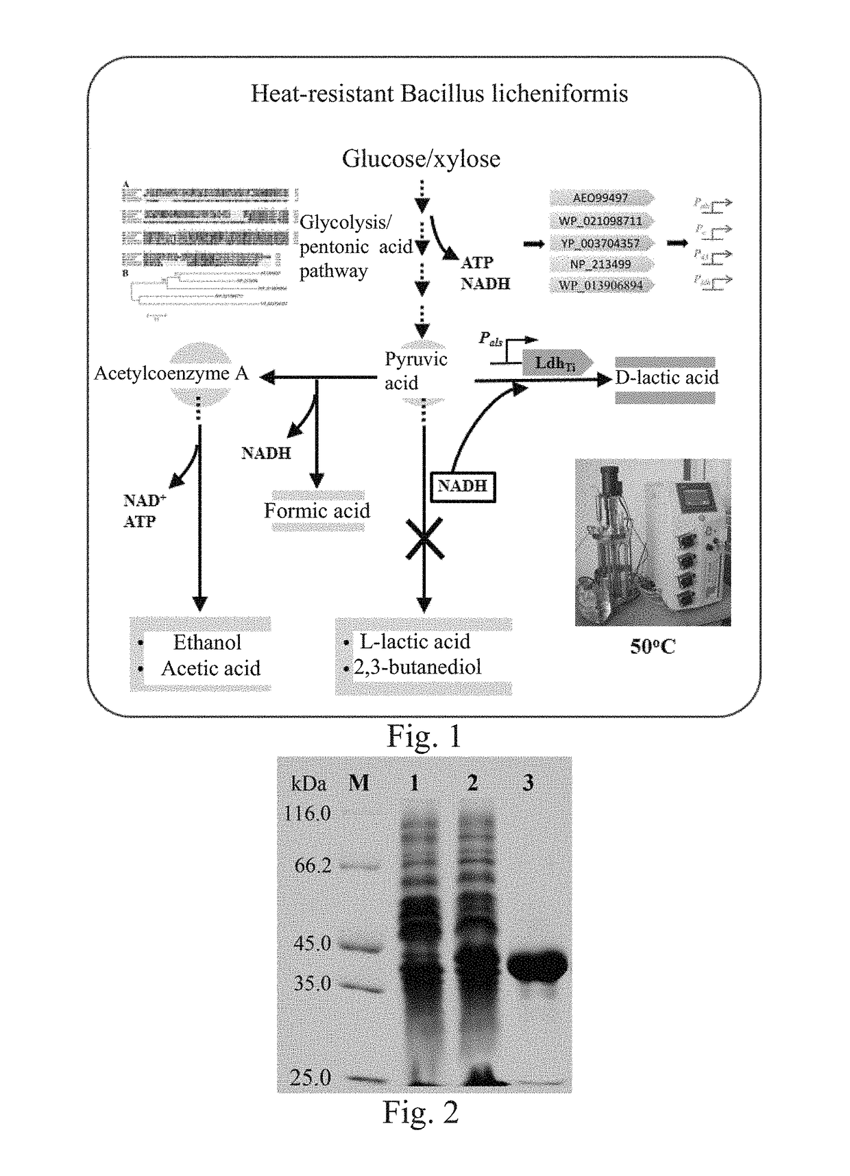 D-Lactate Dehydrogenase, Engineered Strain Containing D-Lactate Dehydrogenase and Construction Method and Use of Engineered Strain