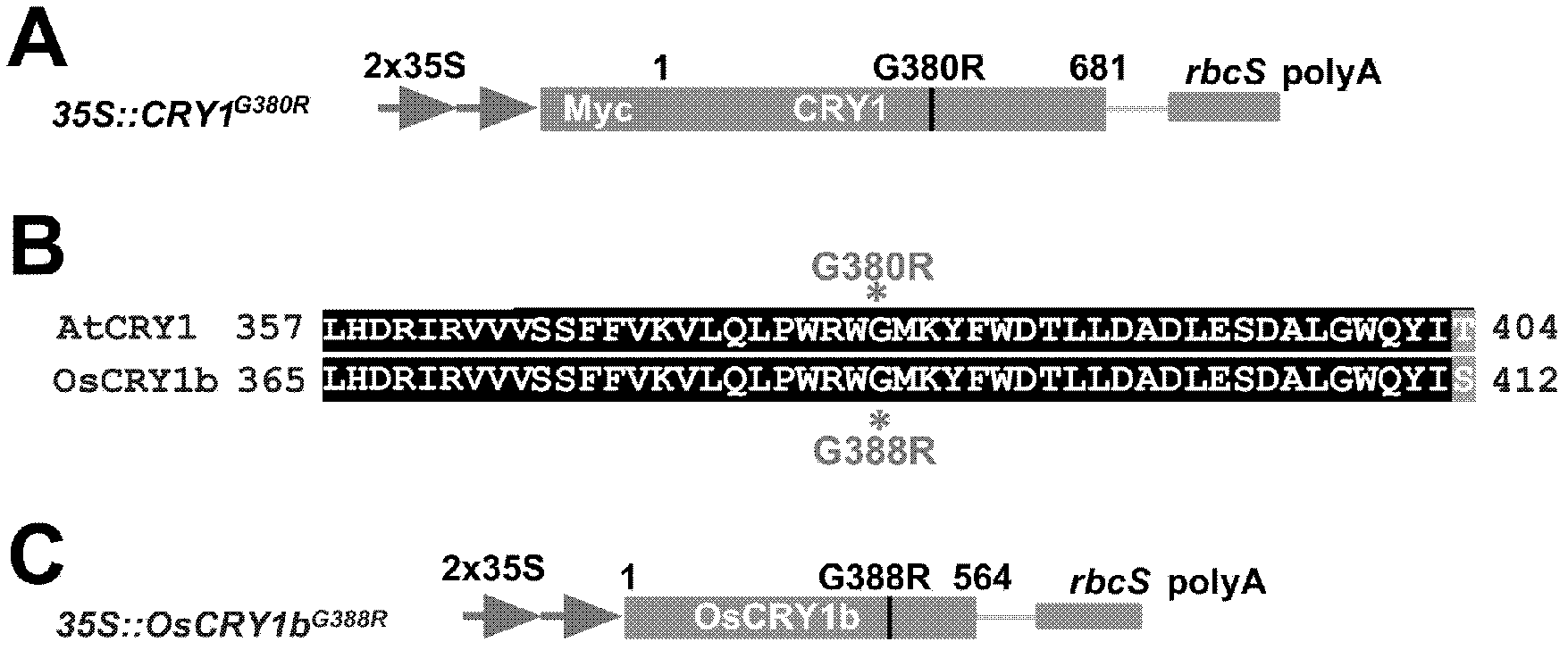 Method for constructing plant dwarfing and early flowering by using CRY1G380R