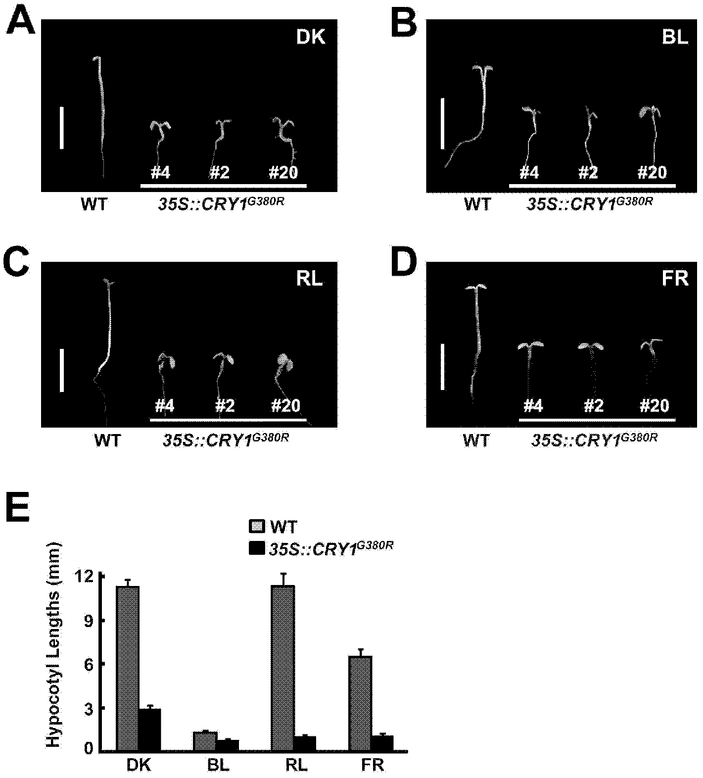 Method for constructing plant dwarfing and early flowering by using CRY1G380R