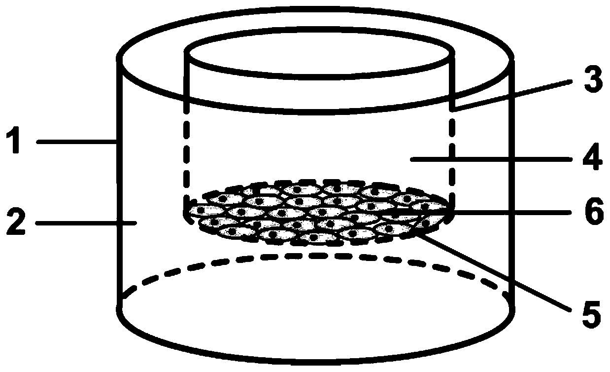 Primary intestinal cell based in-vitro intestinal model and construction method and application thereof