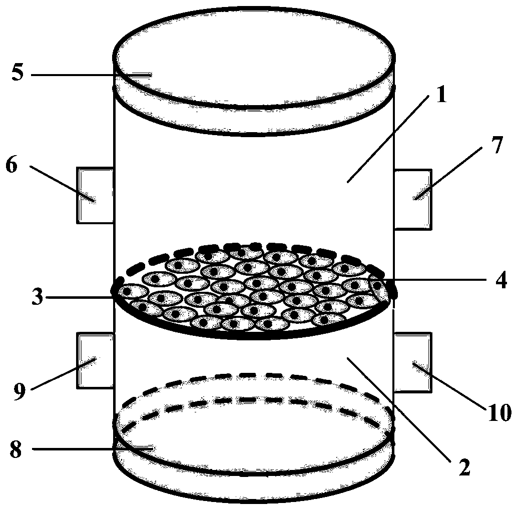 Primary intestinal cell based in-vitro intestinal model and construction method and application thereof