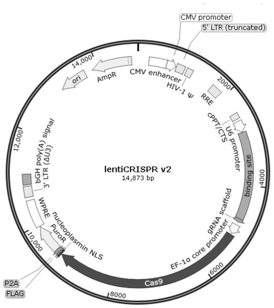 Application of CRISPR gene editing combined PD-1 antibody in cancer treatment