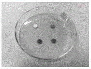 Method for determining antibacterial mechanism of zeolite molecular sieve antibacterial agent by high performance liquid chromatography