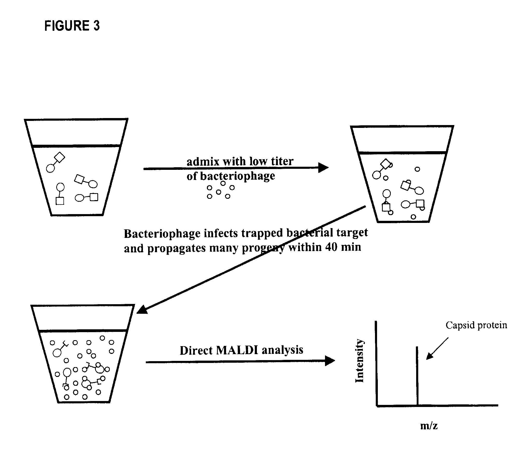 Method for Detecting Low Concentrations of a Target Bacterium That Uses Phages to Infect Target Bacterial Cells