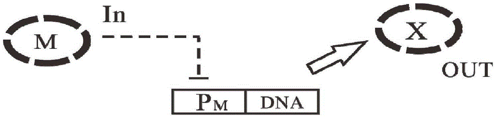 A gene circuit structure for the detection of glioma markers