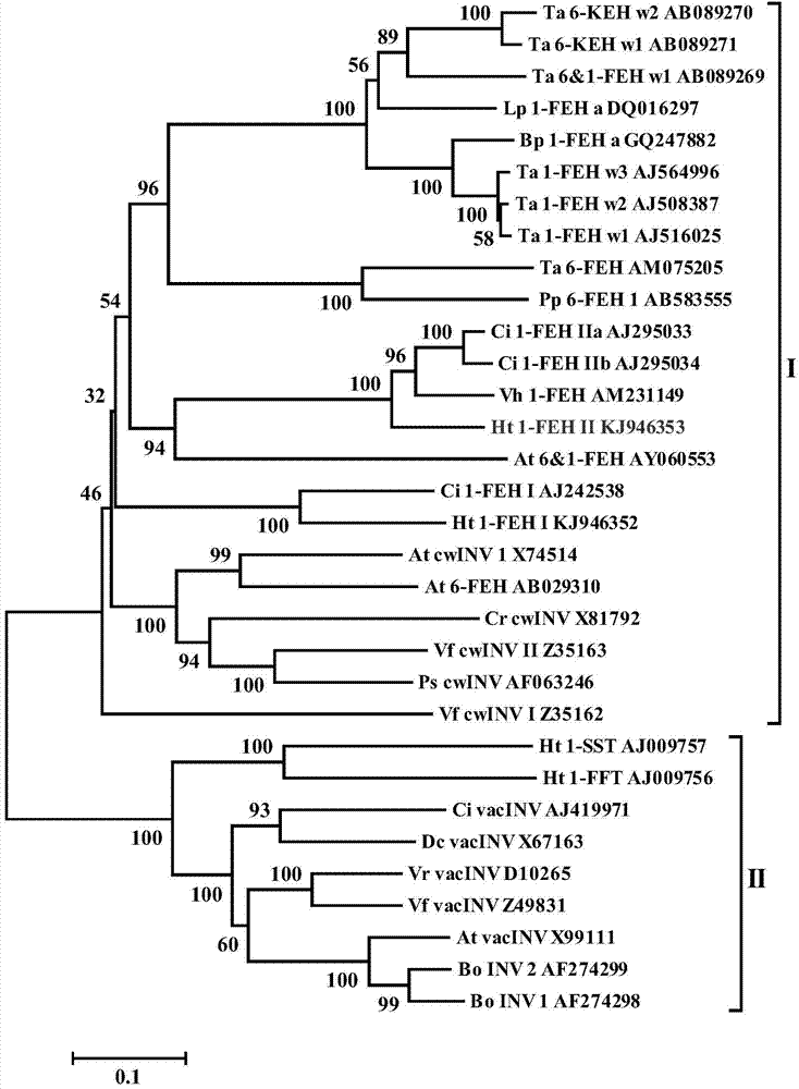 Helianthus tuberosus fructan 1-exo-hydrolase gene Ht1-FEH II and application thereof