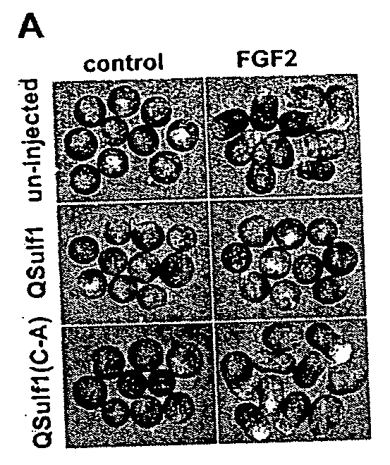 Inhibition of FGF signaling