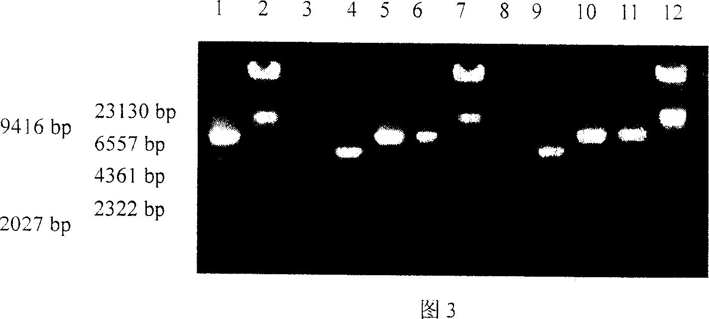 Coding nucleotide sequence of cupular virus capsid protein with codon optimization and use thereof
