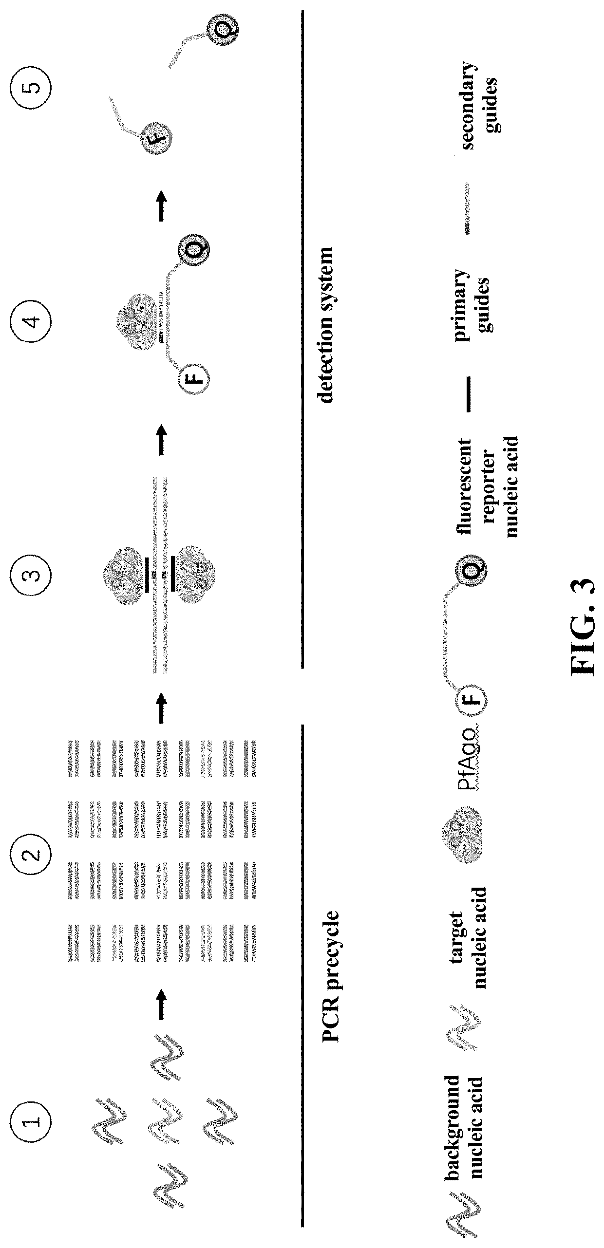 Method for detecting nucleic acid based on prokaryotic argonaute protein and application thereof