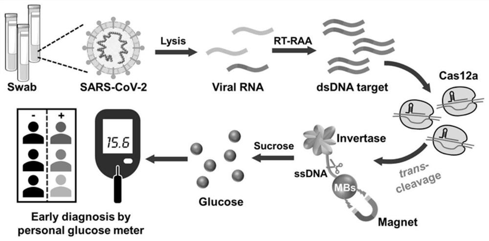 Portable nucleic acid detection method based on glucose signal