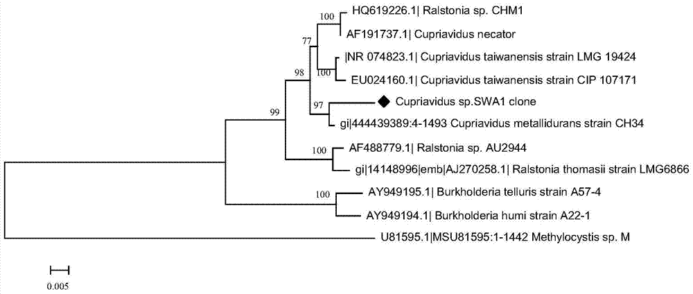 Copper greedy bacteria capable of degrading chlorinated olefins and its application