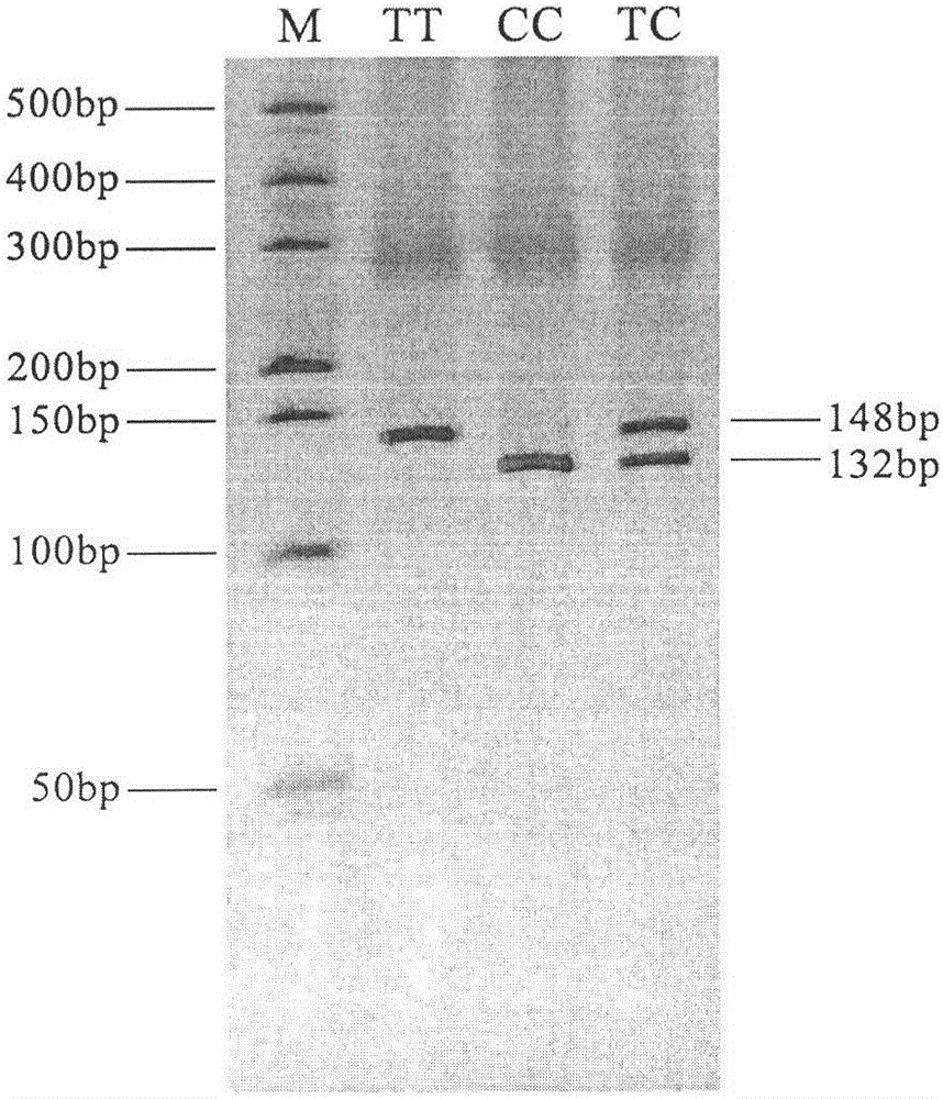 Molecular breeding method based on single nucleotide polymorphism of cattle Angpt18 genes