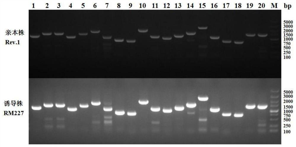 A brucellosis protection strain and preparation method and application thereof