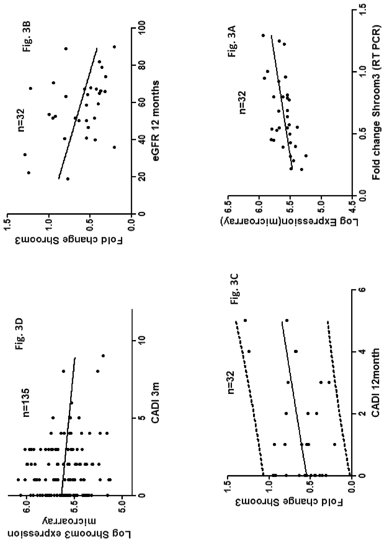 Use of shroom3 in chronic kidney disease and chronic allograft nephropathy