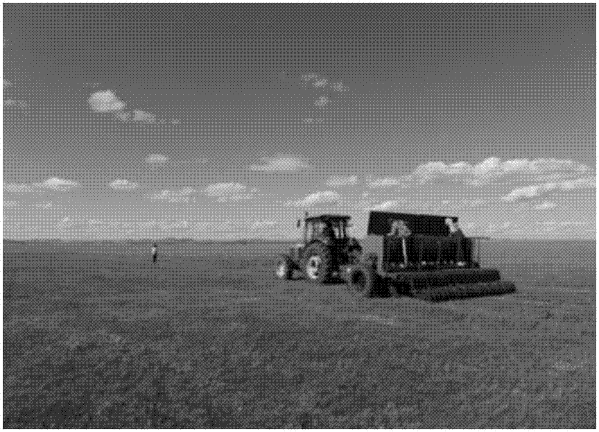 Method for reseeding alfalfa in degenerated leymus chinensis pasture