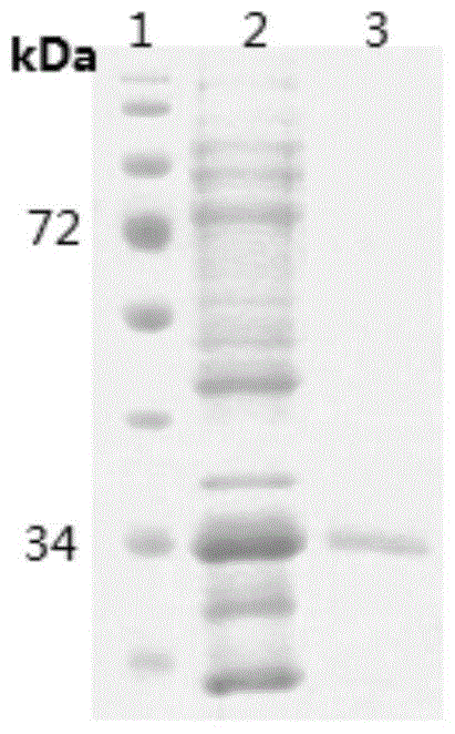 Method for production of streptavidin labeled phycocyanin fluorescent protein and application