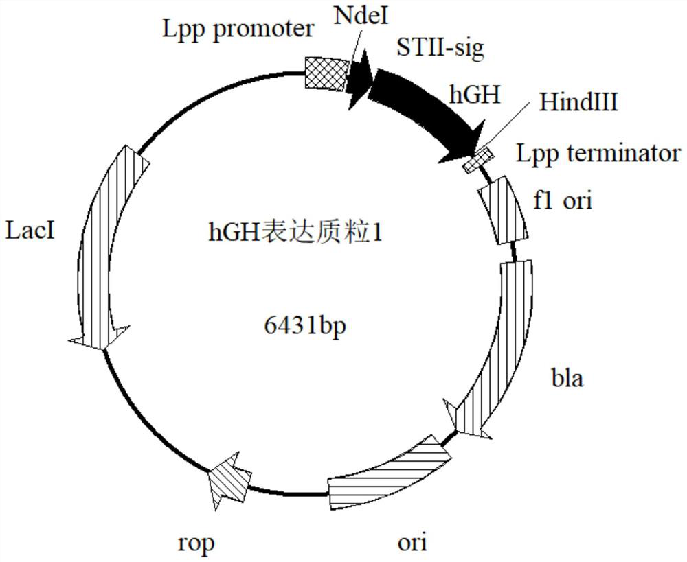 Recombinant engineering bacteria expressing highly recombinant hgh and its construction method and application